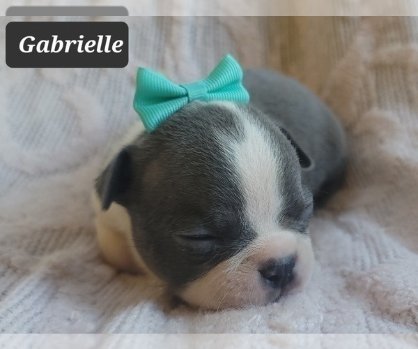 Medium Photo #8 Boston Terrier Puppy For Sale in MINERAL WELLS, WV, USA