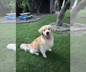 Father of the Golden Retriever puppies born on 06/09/2026