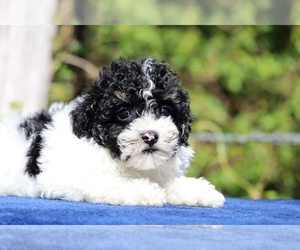 Poodle (Toy) Puppy for sale in DYERSBURG, TN, USA