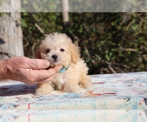 Poodle (Toy) Puppy for sale in DYERSBURG, TN, USA