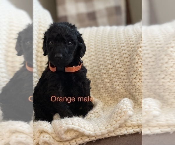 Medium Photo #6 Labradoodle Puppy For Sale in LIBERTY, IL, USA