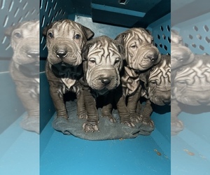 Chinese Shar-Pei Puppy for sale in PENSACOLA, FL, USA