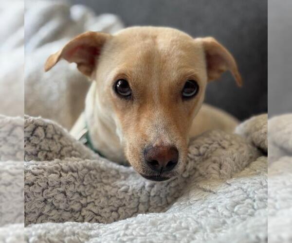 Medium Photo #8 Colonial Cocker Spaniel-Unknown Mix Puppy For Sale in San Diego, CA, USA