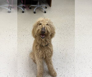 Poodle (Standard) Dogs for adoption in York, SC, USA