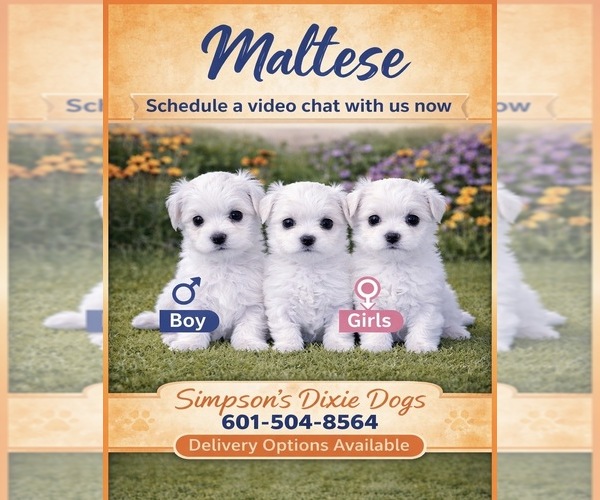 Medium Photo #1 Maltese Puppy For Sale in STEWART, MS, USA