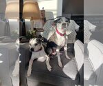 Small #5 Boston Terrier-Italian Greyhound Mix