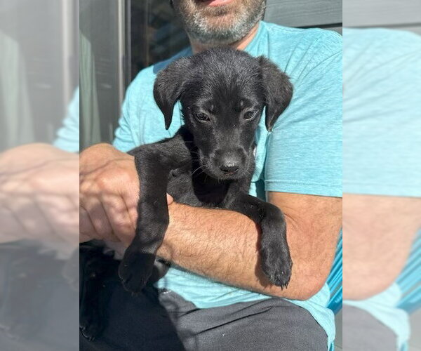 Medium Photo #1 Labrador Retriever-Unknown Mix Puppy For Sale in MIDWAY, UT, USA