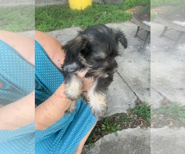Medium Photo #3 Schnauzer (Miniature) Puppy For Sale in TROY, MO, USA