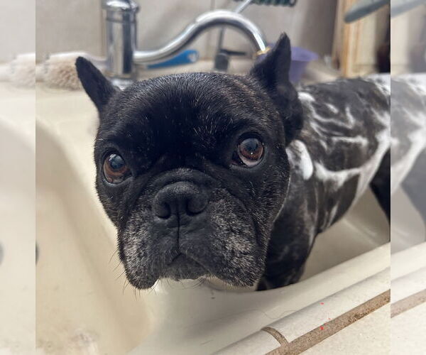 Medium Photo #9 French Bulldog Puppy For Sale in San Jose, CA, USA