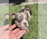 Small Photo #12 Bulldog Puppy For Sale in LOS ANGELES, CA, USA
