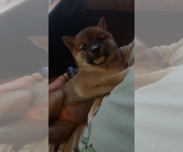 Medium Photo #7 Shiba Inu Puppy For Sale in LOS ANGELES, CA, USA