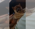 Small #6 Shiba Inu