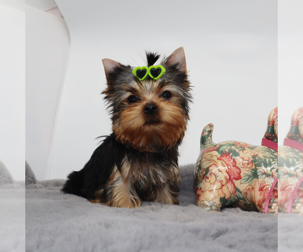 Medium Photo #3 Yorkshire Terrier Puppy For Sale in LOS ANGELES, CA, USA