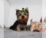 Small #2 Yorkshire Terrier