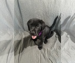Small Labrador Retriever