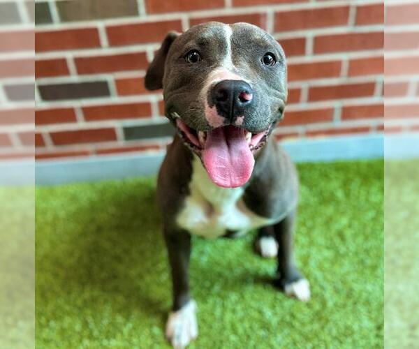 Medium Photo #1 American Pit Bull Terrier Puppy For Sale in Edmond, OK, USA
