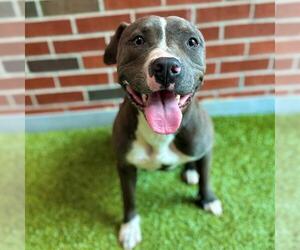 American Pit Bull Terrier Dogs for adoption in Edmond, OK, USA