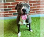 Small American Pit Bull Terrier