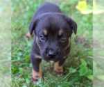 Small #4 Mutt
