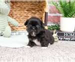 Small #5 Shih Tzu