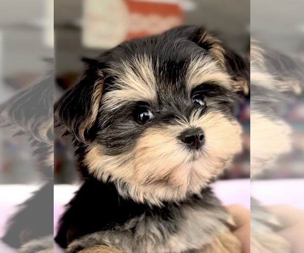 Medium Photo #6 Morkie Puppy For Sale in WOODSTOCK, IL, USA