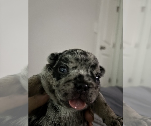 Medium Photo #11 French Bulldog Puppy For Sale in ATLANTA, GA, USA