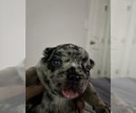 Small #10 French Bulldog