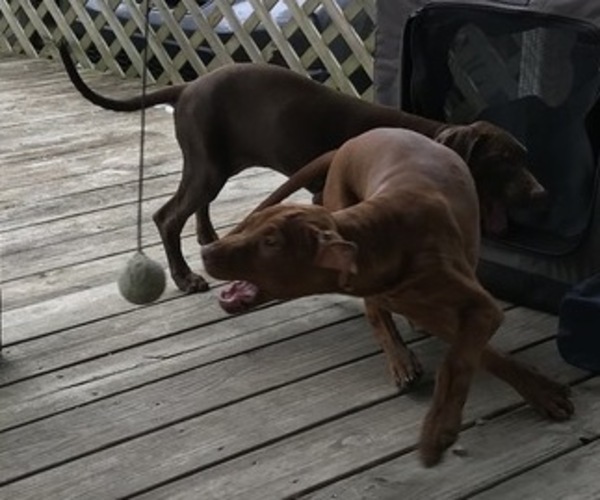 Medium Photo #7 Vizsla-Weimaraner Mix Puppy For Sale in KILLEN, AL, USA