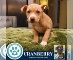Small #1 Boxer Mix