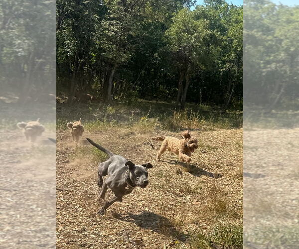 Medium Photo #3 Unknown-Weimaraner Mix Puppy For Sale in Salt Lake City, UT, USA