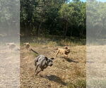 Small #2 Weimaraner Mix