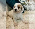 Small Photo #40 Goldendoodle (Miniature) Puppy For Sale in PENSACOLA, FL, USA