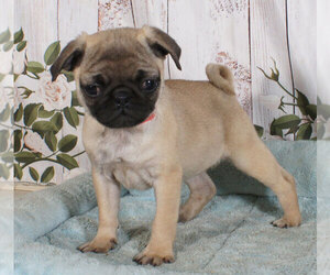 American Lo-Sze Pugg-Pug Mix Puppy for sale in PENNS CREEK, PA, USA