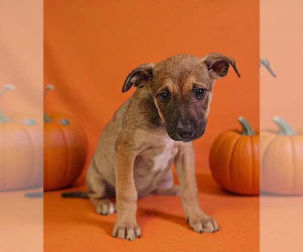 Medium Photo #5 American Pit Bull Terrier-Unknown Mix Puppy For Sale in Talladega, AL, USA