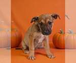 Small Photo #5 American Pit Bull Terrier-Unknown Mix Puppy For Sale in Talladega, AL, USA