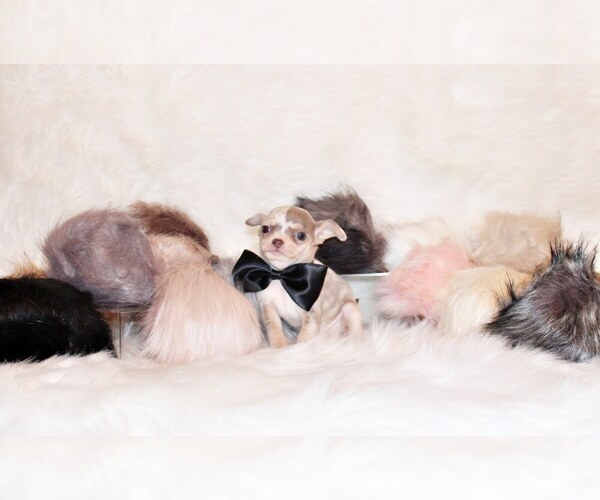 Medium Photo #32 Chihuahua Puppy For Sale in CHARLESTON, AR, USA