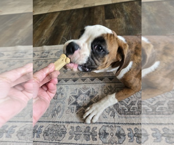 Medium Photo #9 Boxer Puppy For Sale in LAUREL, DE, USA