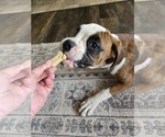 Small #8 Boxer