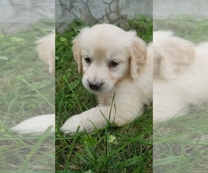 English Cream Golden Retriever Puppy for sale in TORONTO, OH, USA