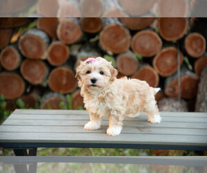 Havanese Puppy for sale in NORTH LAWRENCE, OH, USA