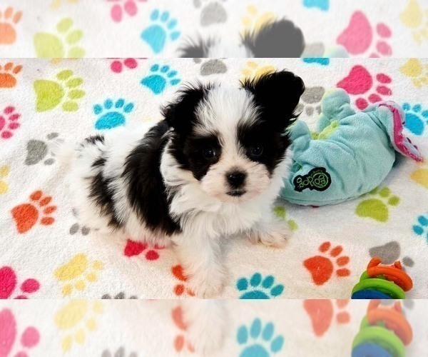 Medium Photo #6 Papitese Puppy For Sale in ORO VALLEY, AZ, USA