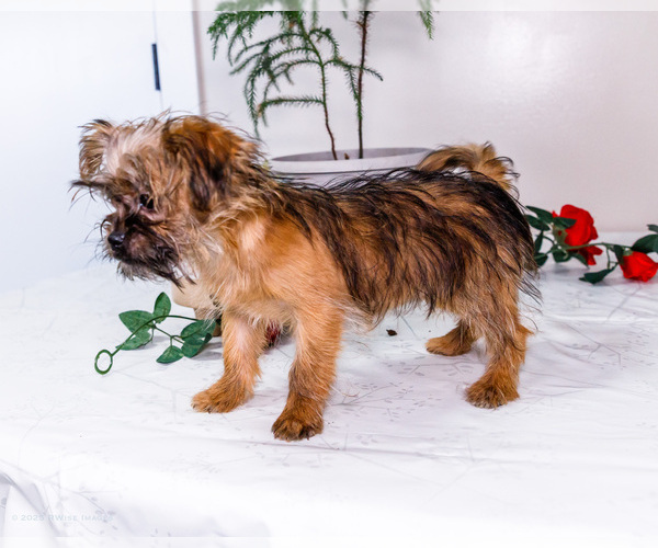 Medium Photo #31 Shorkie Tzu Puppy For Sale in WAKARUSA, IN, USA