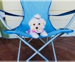 Small Photo #1 Maltese Puppy For Sale in SANTA CLARITA, CA, USA