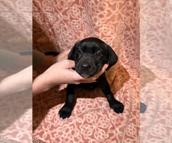 Medium Photo #20 Labmatian Puppy For Sale in ANTIOCH, CA, USA