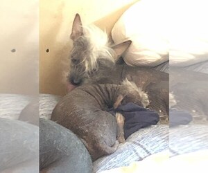 Father of the Chinese Crested puppies born on 02/11/2019