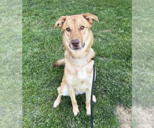 Mutt Dogs for adoption in Evansville, IN, USA