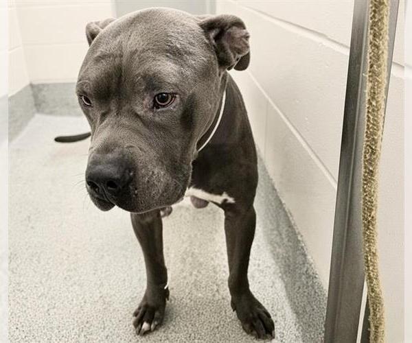Medium Photo #1 American Pit Bull Terrier Puppy For Sale in Houston, TX, USA