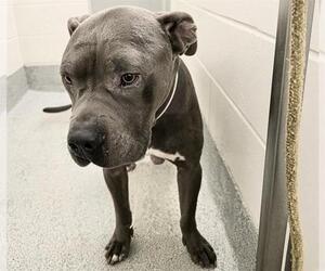 American Pit Bull Terrier Dogs for adoption in Houston, TX, USA