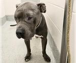 Small American Pit Bull Terrier