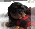 Puppy Puppy 1 Female Cavalier King Charles Spaniel